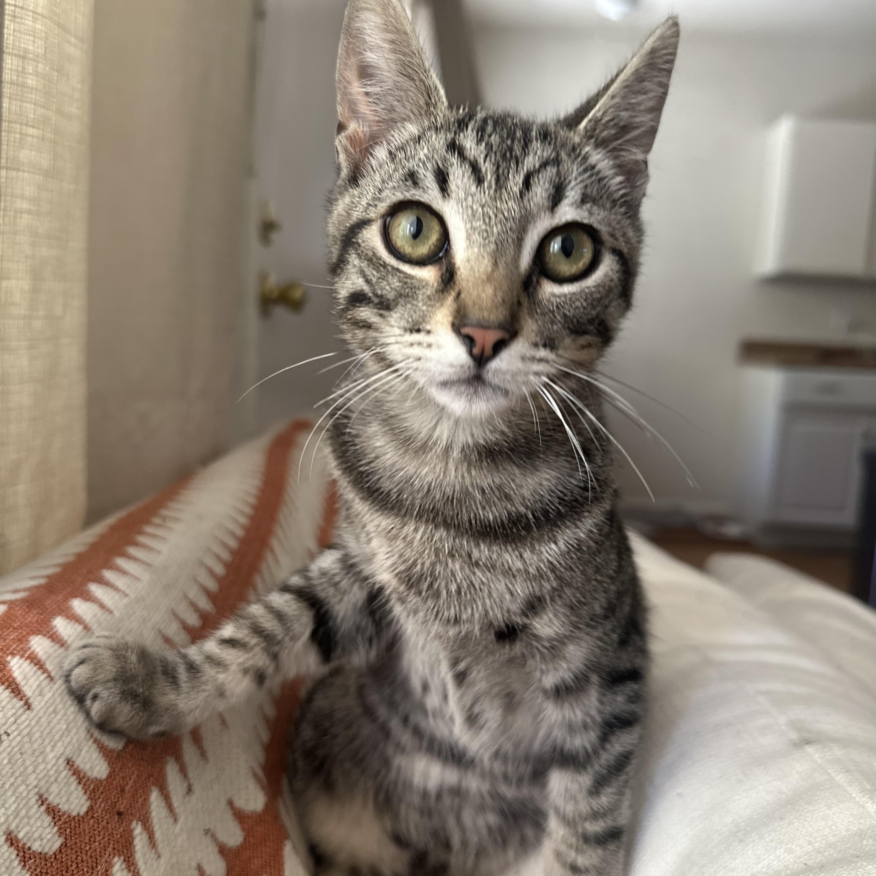 Scout