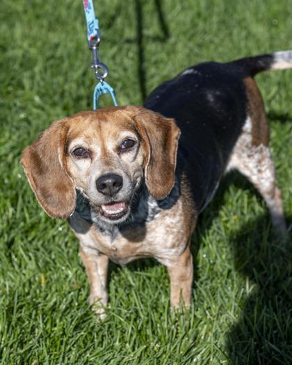 Dixie, Adoptable, Senior Female Beagle & Mixed Breed.