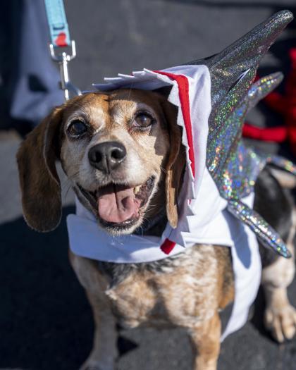 Enlarge Dixie, a Adoptable mixed breed in Pequot Lakes, MN image 2/3