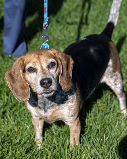 Enlarge Dixie, a Adoptable mixed breed in Pequot Lakes, MN image 3/3