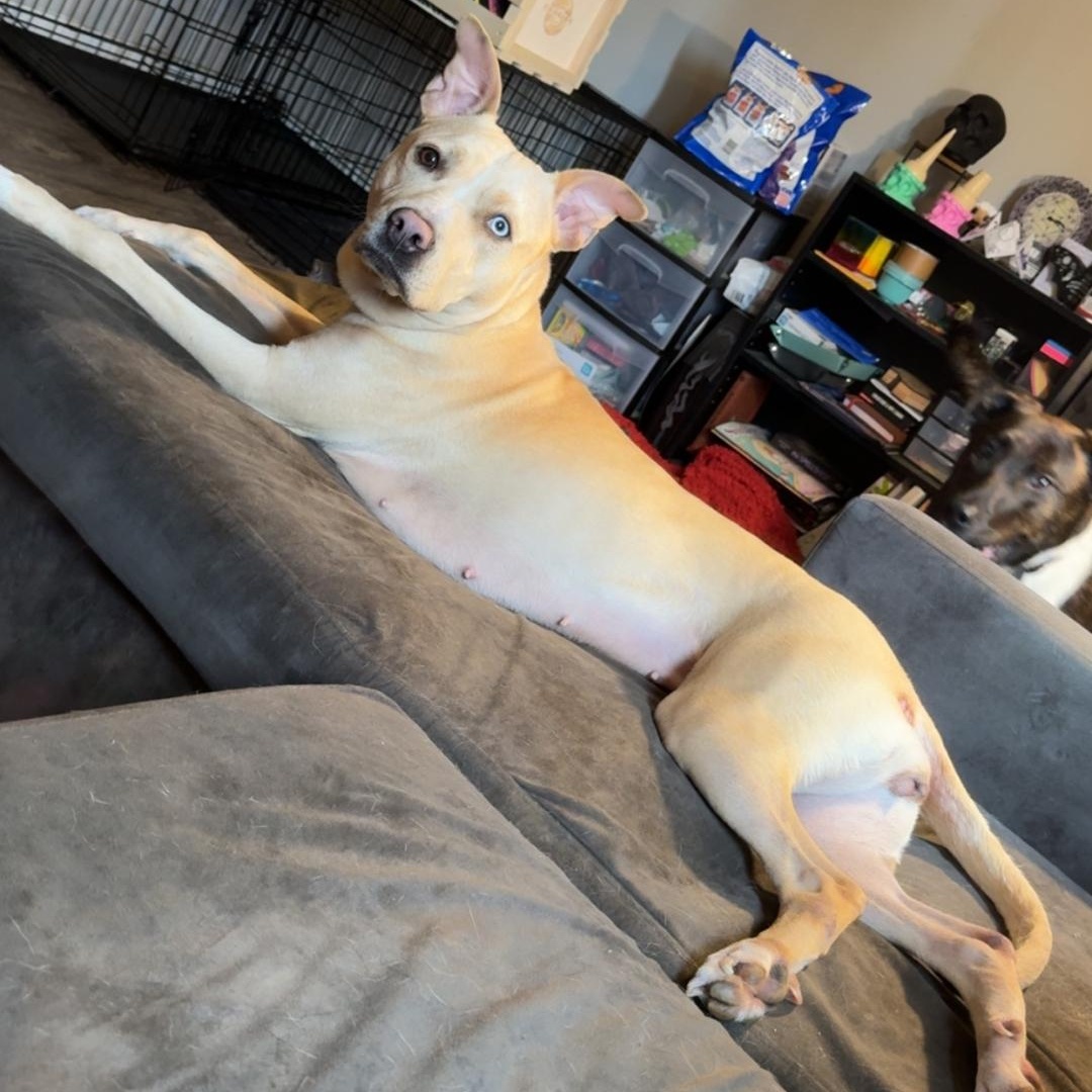 Asoka, Adoptable, Adult Female Husky & Pit Bull Terrier.