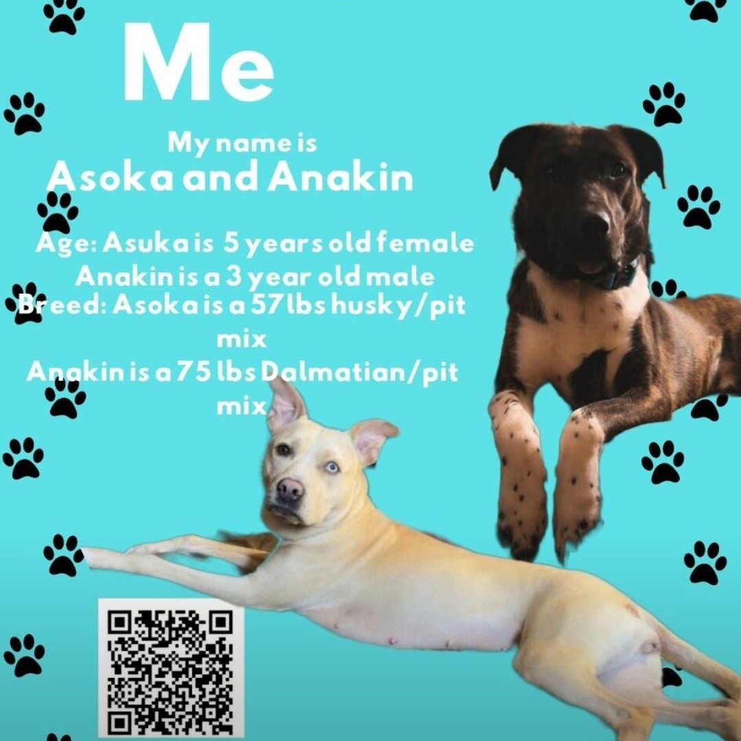 Enlarge Asoka, a Adoptable mixed breed in Maryville, TN image 2/2