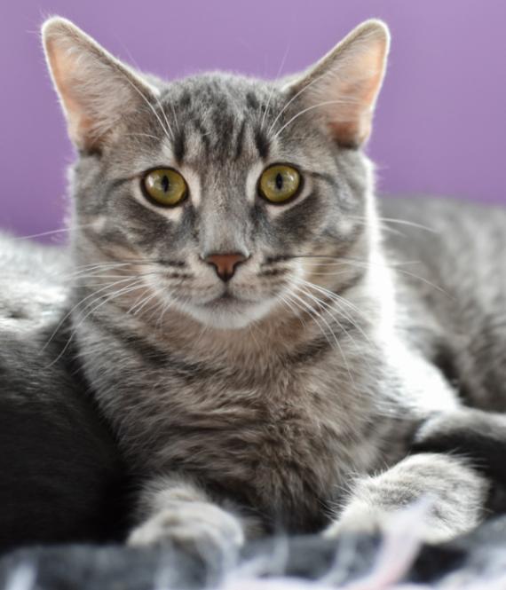 Enlarge Comet, a Adoptable Domestic Short Hair in Marietta, GA image 1/6