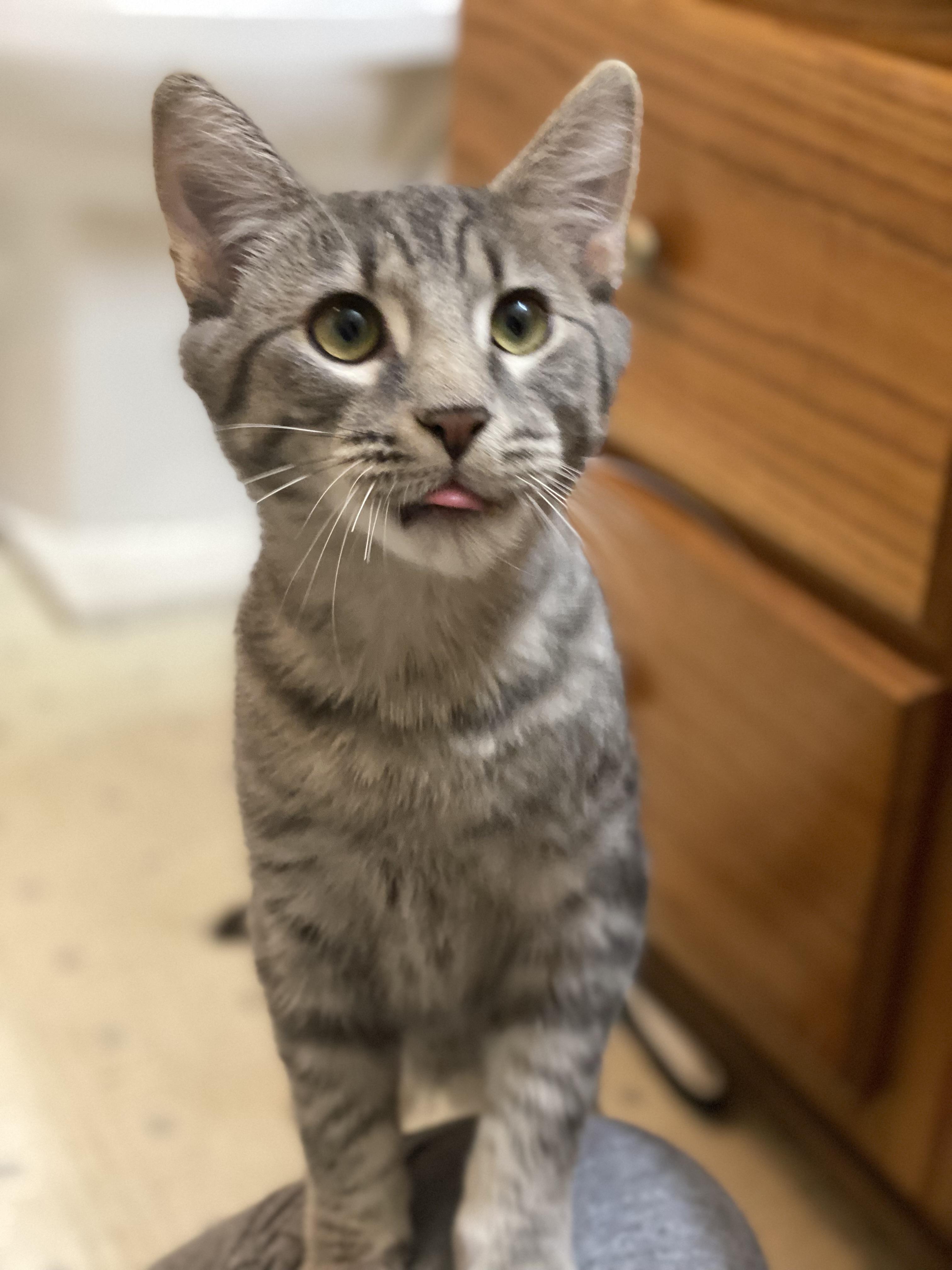 Enlarge Comet, a Adoptable Domestic Short Hair in Marietta, GA image 2/6