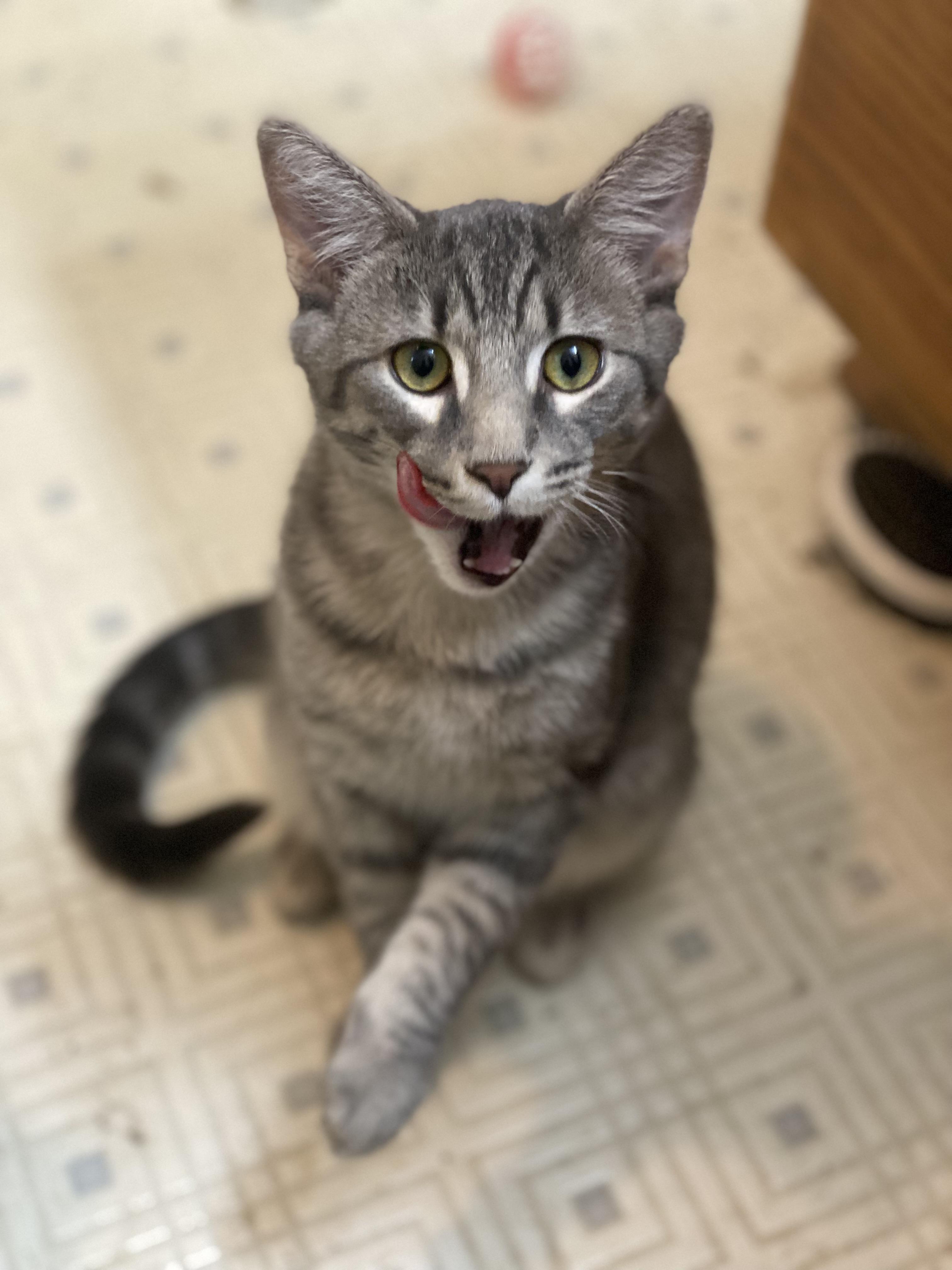 Enlarge Comet, a Adoptable Domestic Short Hair in Marietta, GA image 3/6