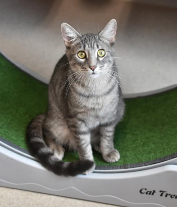 Comet, a Adoptable Domestic Short Hair in Marietta, GA image 3/6
