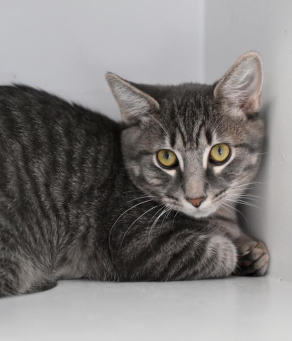 Enlarge Comet, a Adoptable Domestic Short Hair in Marietta, GA image 4/6