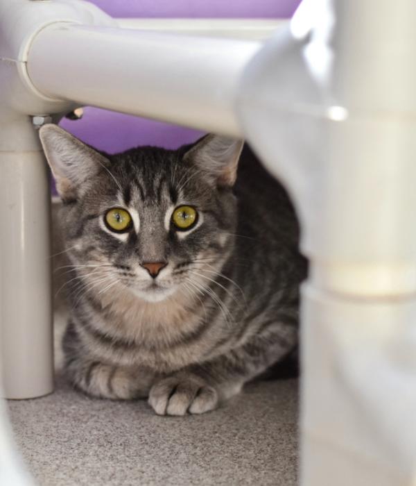 Enlarge Comet, a Adoptable Domestic Short Hair in Marietta, GA image 5/6