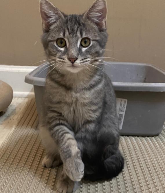 Enlarge Comet, a Adoptable Domestic Short Hair in Marietta, GA image 6/6