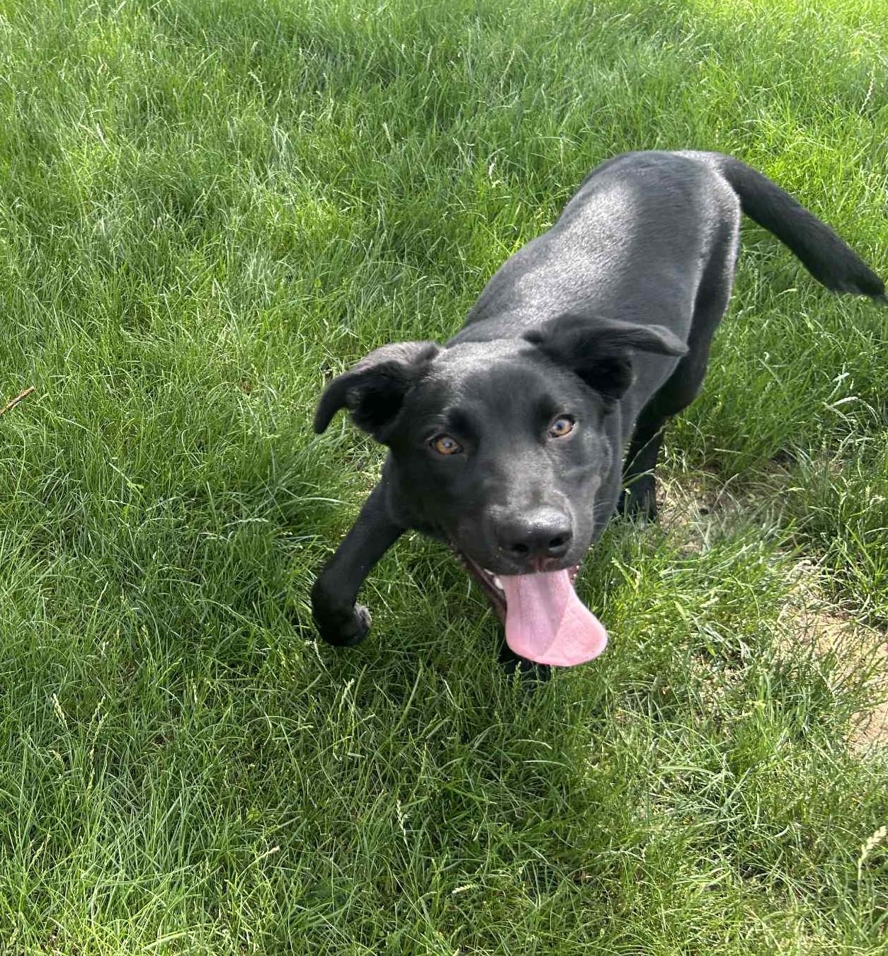 Enlarge Archie, a ADOPTABLE mixed breed in Lewiston, ID image 4/5