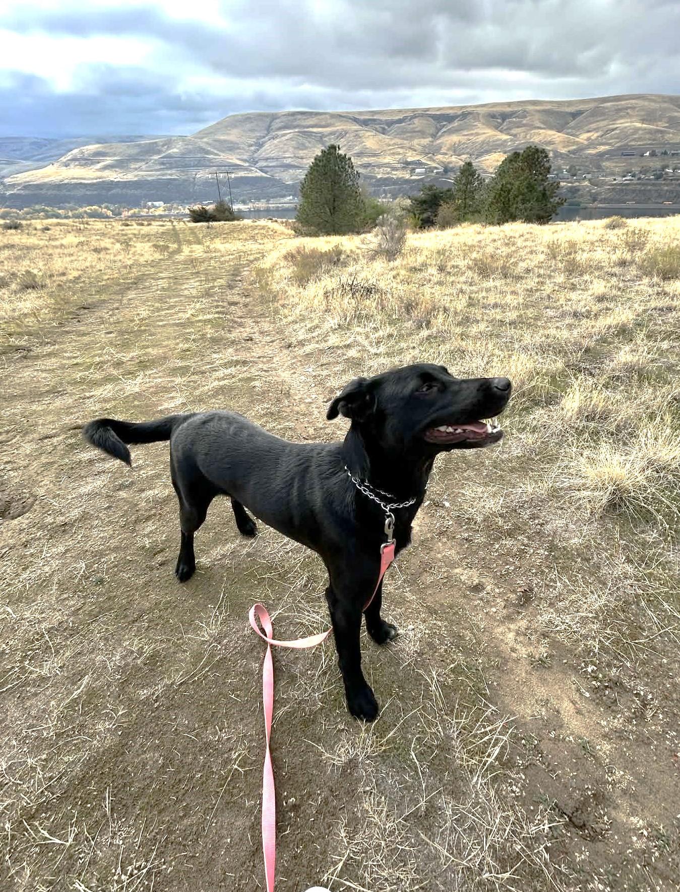 Enlarge Archie, a ADOPTABLE mixed breed in Lewiston, ID image 3/5
