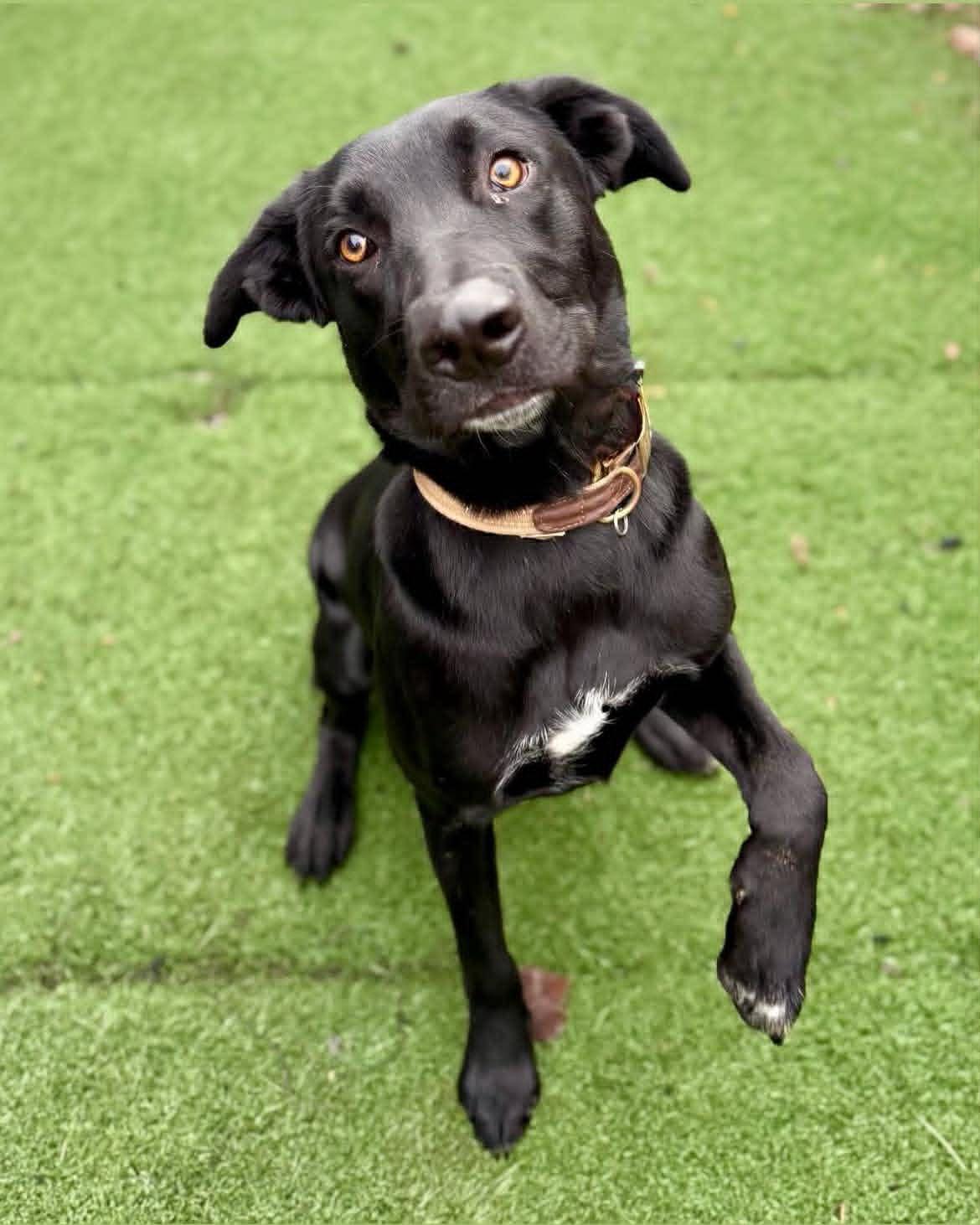 Archie, ADOPTABLE, Adult Male Black Labrador Retriever & Shepherd.