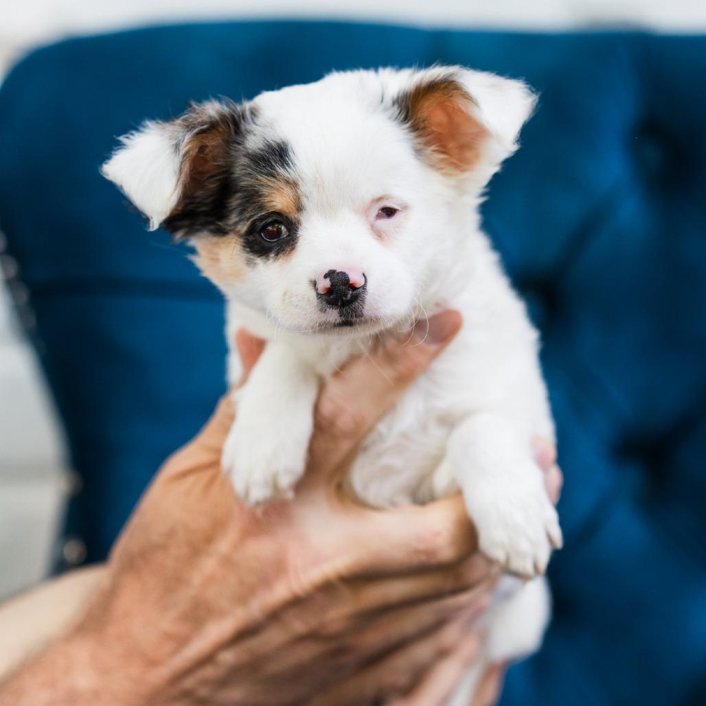 Padme, adopted, Puppy Female Chihuahua.