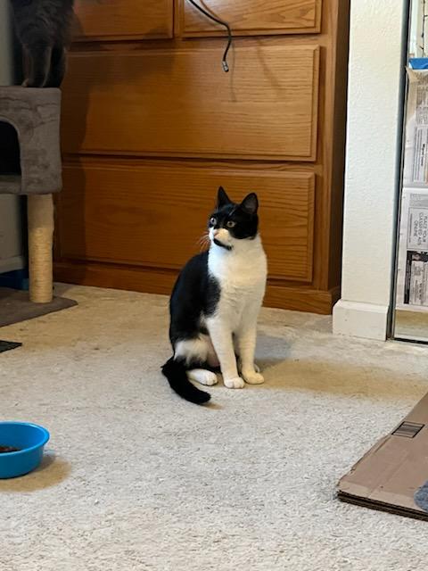 Enlarge Berlin and Missy, a Adoptable Domestic Short Hair in Tracy, CA image 5/6