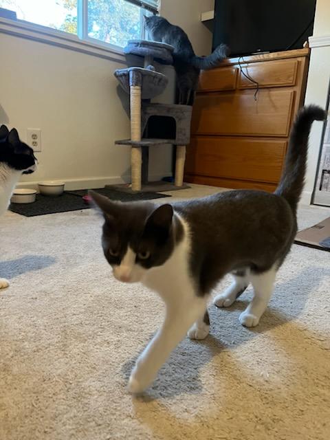 Enlarge Berlin and Missy, a Adoptable Domestic Short Hair in Tracy, CA image 6/6