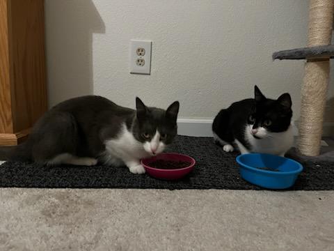 Enlarge Berlin and Missy, a Adoptable Domestic Short Hair in Tracy, CA image 3/6