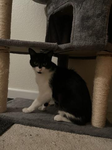 Enlarge Berlin and Missy, a Adoptable Domestic Short Hair in Tracy, CA image 2/6