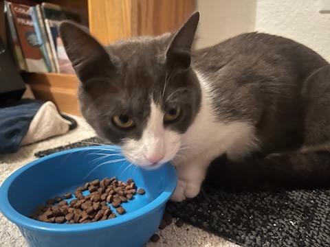 Enlarge Berlin and Missy, a Adoptable Domestic Short Hair in Tracy, CA image 4/6