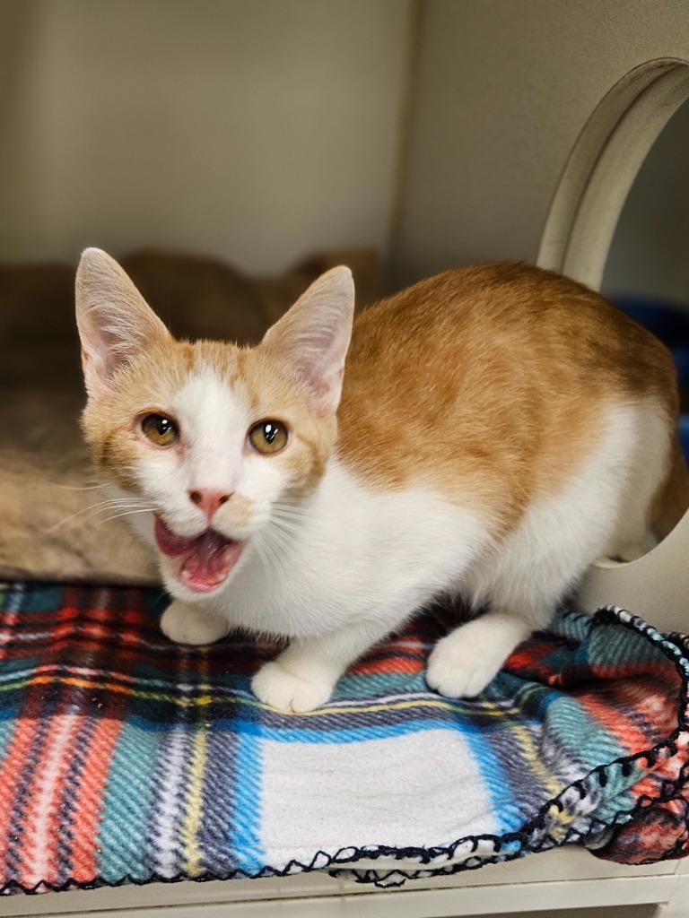 Enlarge Cheeto (old state route 34), a Adoptable mixed breed in Johnson City, TN image 1/1