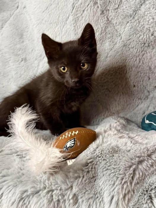 Jimmie, Adoptable, Young Male Domestic Short Hair.