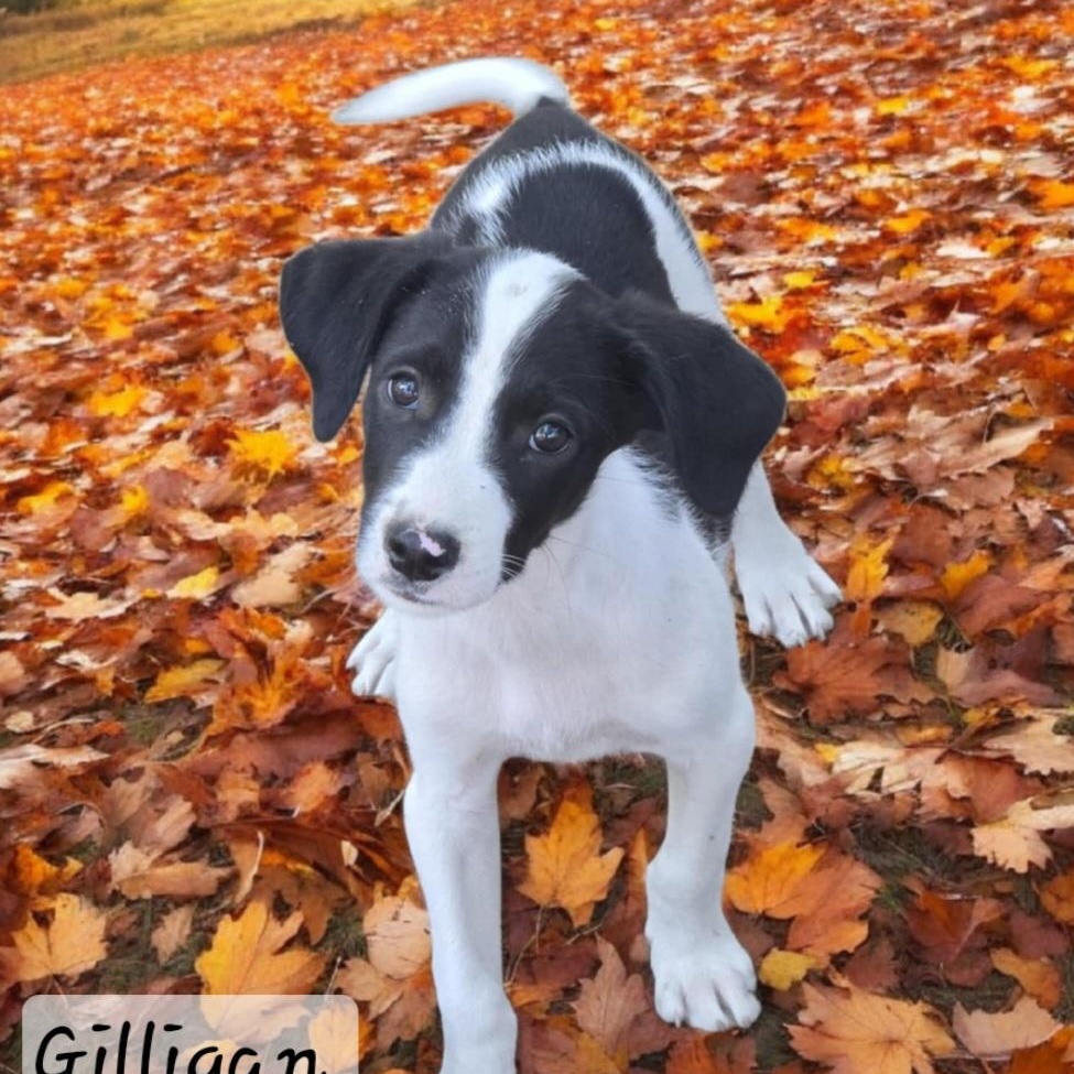 Gilligan