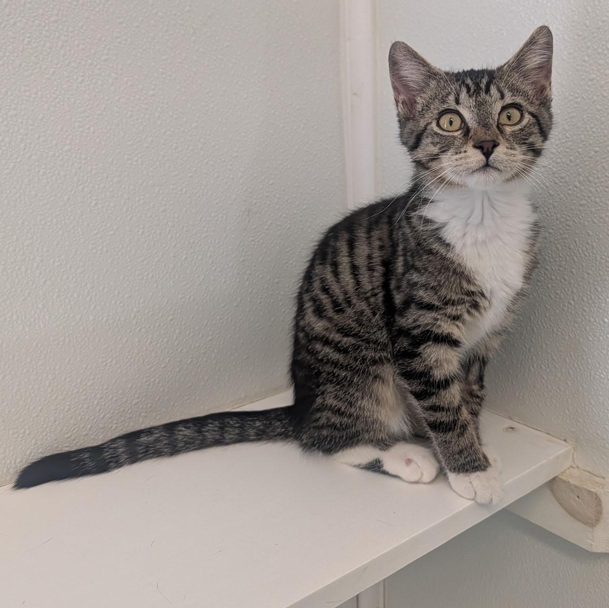 Enlarge Khloe, an adopted Domestic Short Hair in Waynesville, NC image 2/2