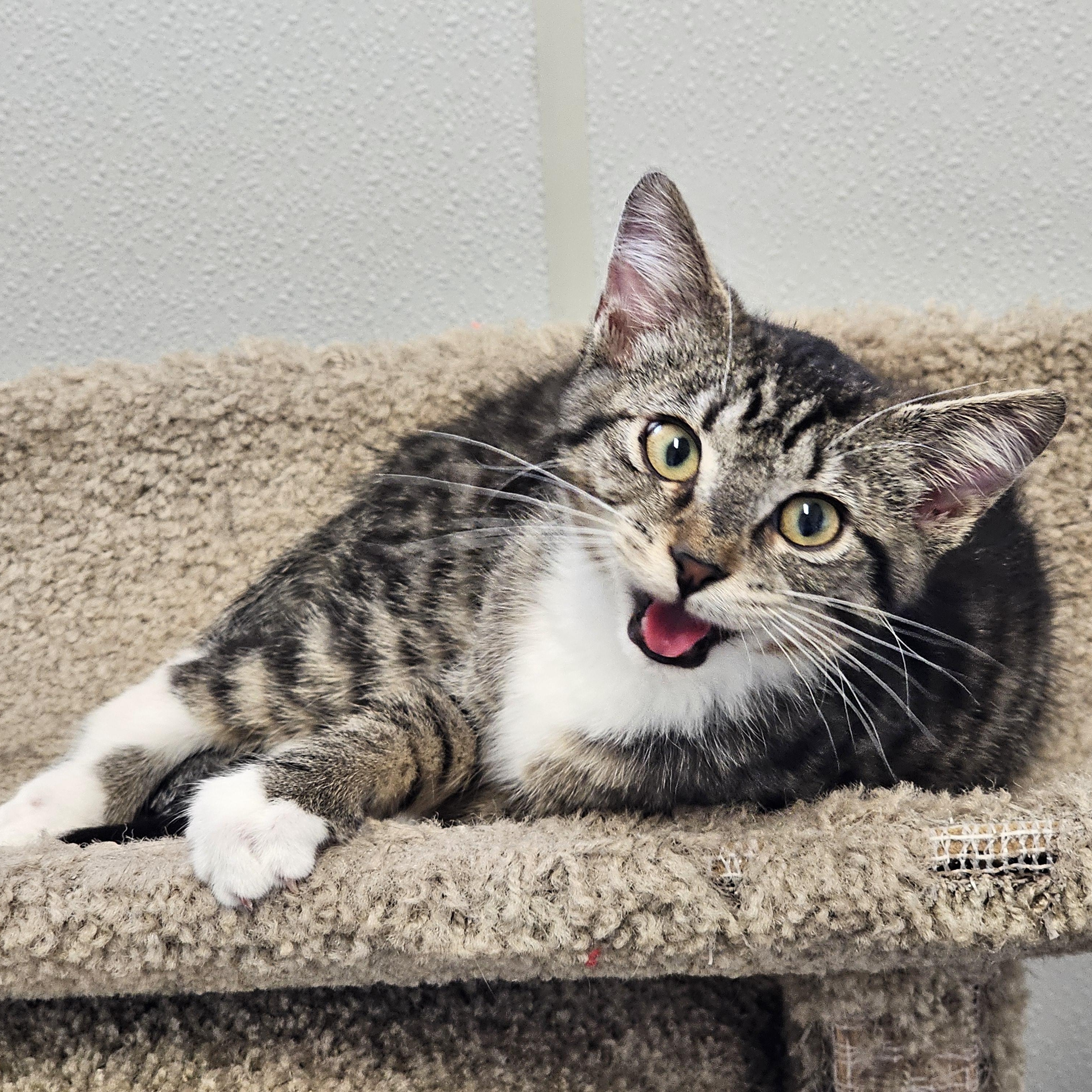 Enlarge Khloe, an adopted Domestic Short Hair in Waynesville, NC image 1/2