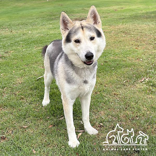 Enlarge KAIKO, a Adoptable Siberian Husky in Irvine, CA image 1/1