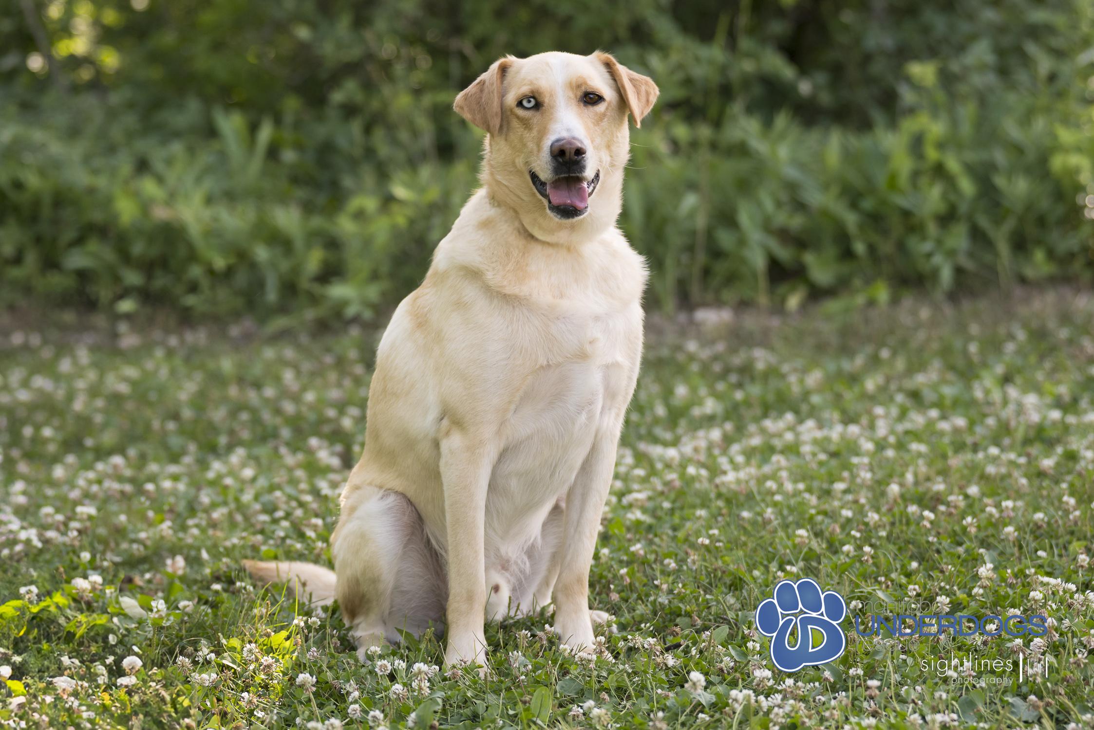 Pablo, an adoptable Labrador Retriever, Husky in Winnipeg, MB, R2M 2K2 | Photo Image 3