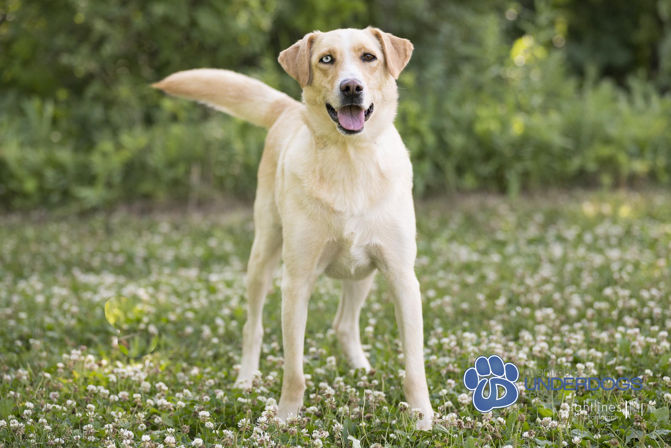 Pablo, an adoptable Labrador Retriever, Husky in Winnipeg, MB, R2M 2K2 | Photo Image 2