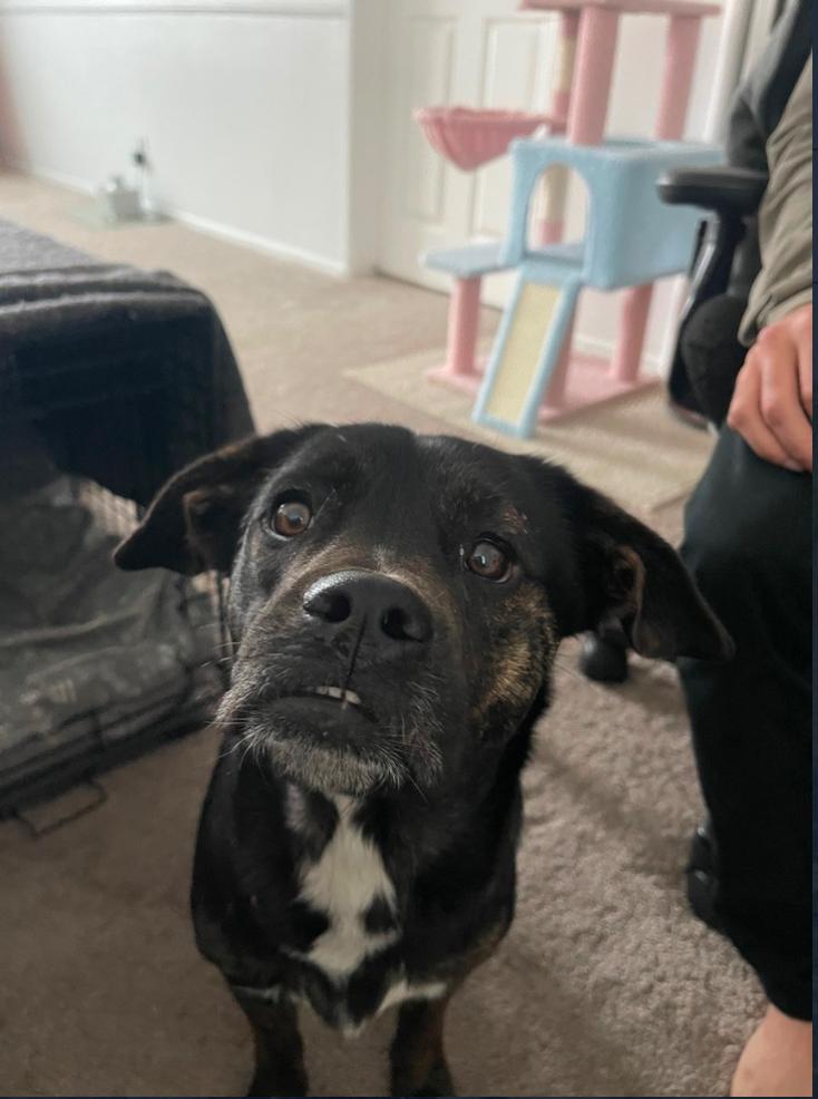 Enlarge Millie, a ADOPTABLE Mixed Breed in Los Angeles, CA image 5/5