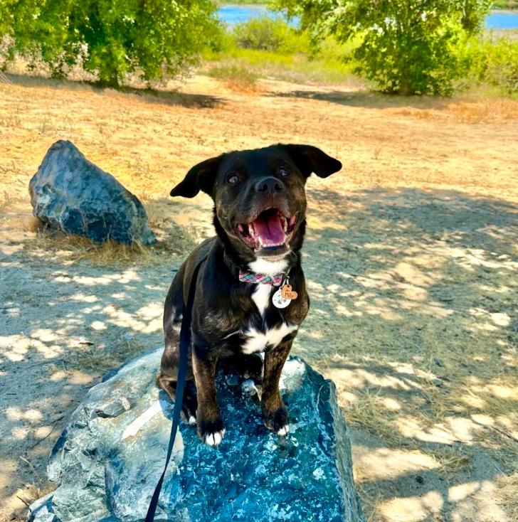 Millie, ADOPTABLE, Adult Female Mixed Breed.