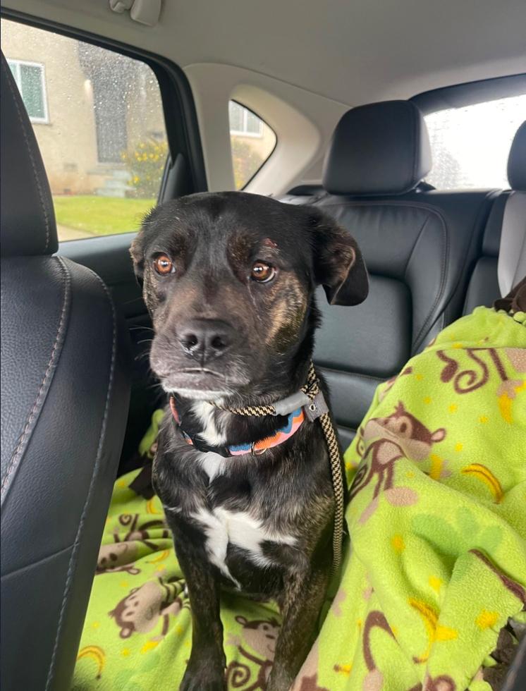 Enlarge Millie, a ADOPTABLE Mixed Breed in Los Angeles, CA image 3/5