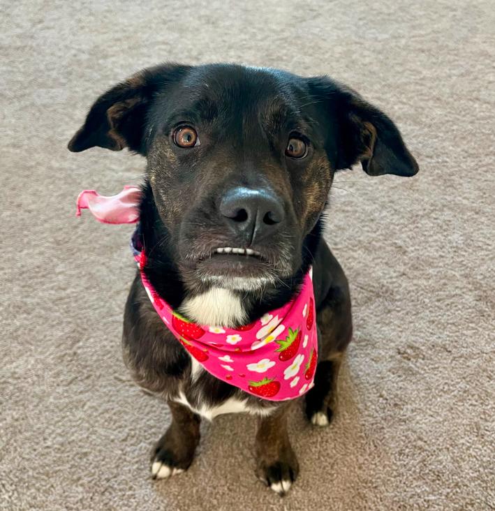 Enlarge Millie, a ADOPTABLE Mixed Breed in Los Angeles, CA image 2/5