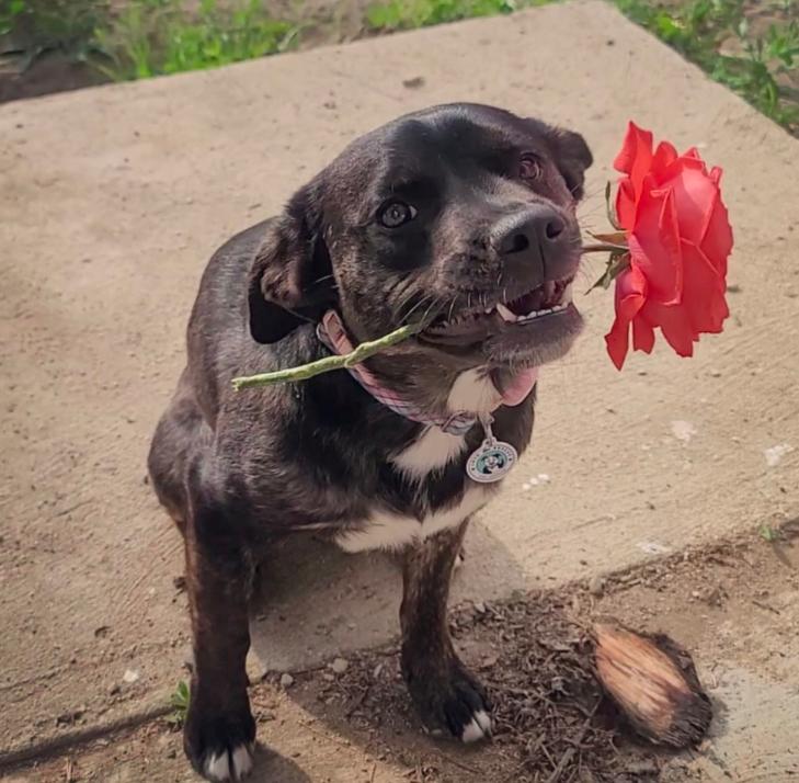 Enlarge Millie, a ADOPTABLE Mixed Breed in Los Angeles, CA image 4/5