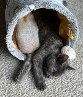 Enlarge Olivia, a Adoptable Domestic Short Hair in Eureka, MO image 1/2