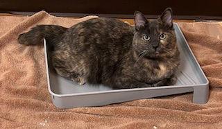 Enlarge Olivia, a Adoptable Domestic Short Hair in Eureka, MO image 2/2