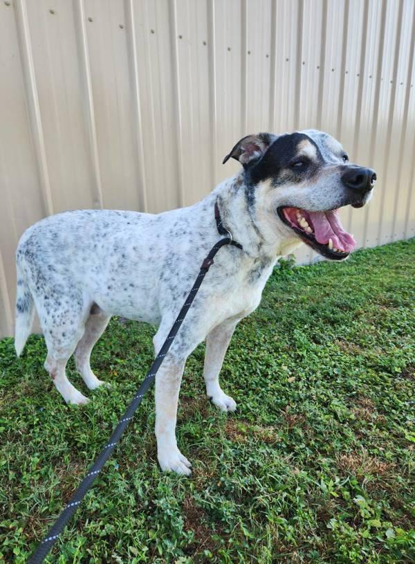 Magnus, Adoptable, Senior Male Mixed Breed.
