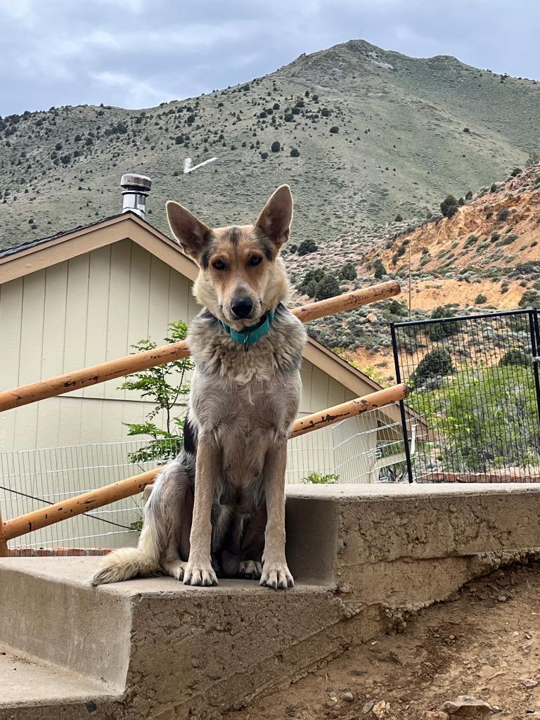 Supe, a Adoptable German Shepherd Dog in Reno, NV image 1/2