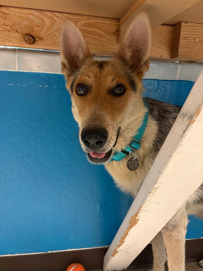 Supe, a Adoptable German Shepherd Dog in Reno, NV image 2/2