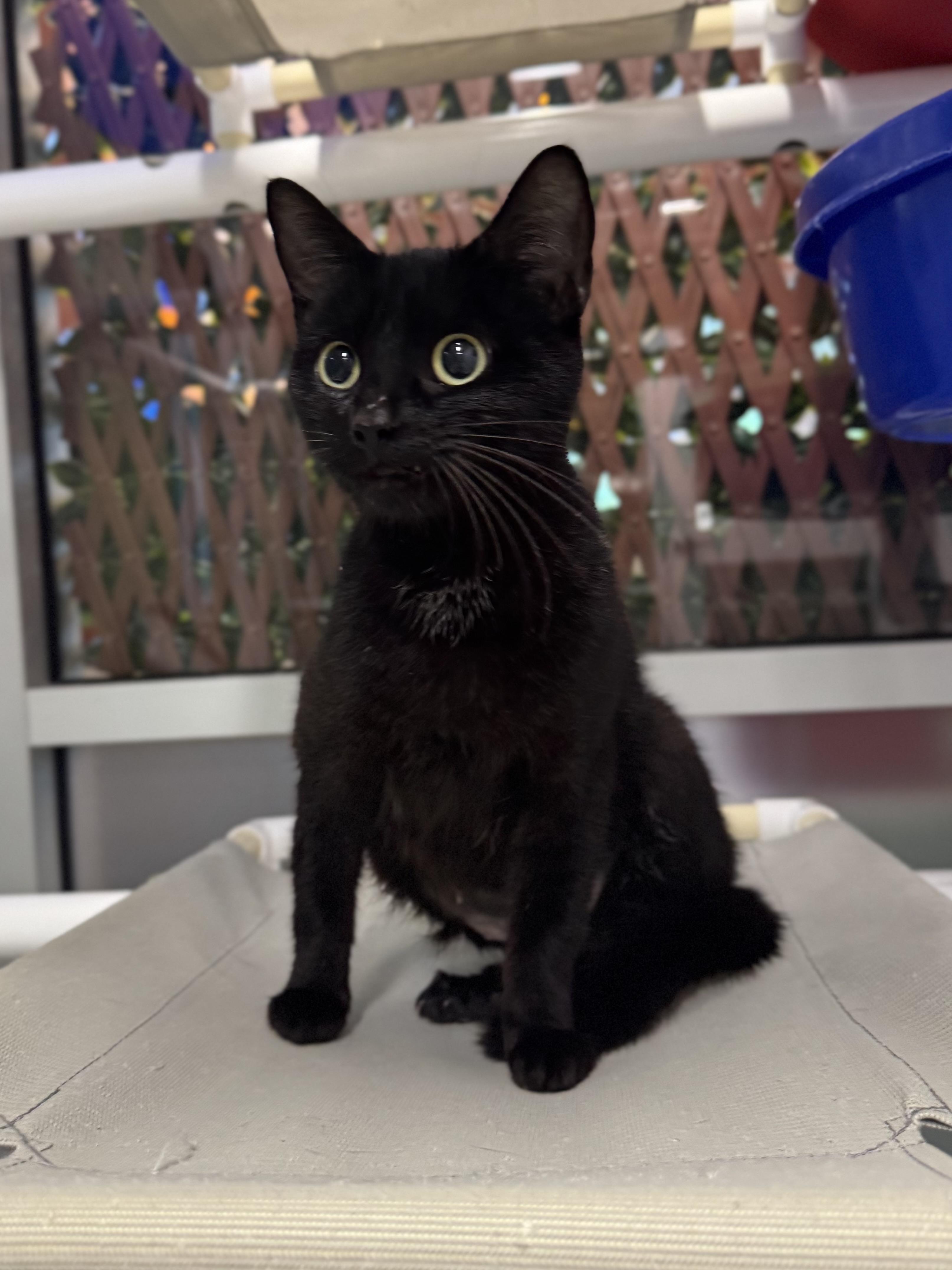 Paige, Adoptable, Young Female Domestic Short Hair.