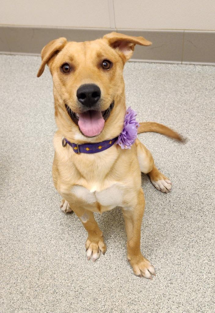 Phoenix, Adoptable, Puppy Female Labrador Retriever.