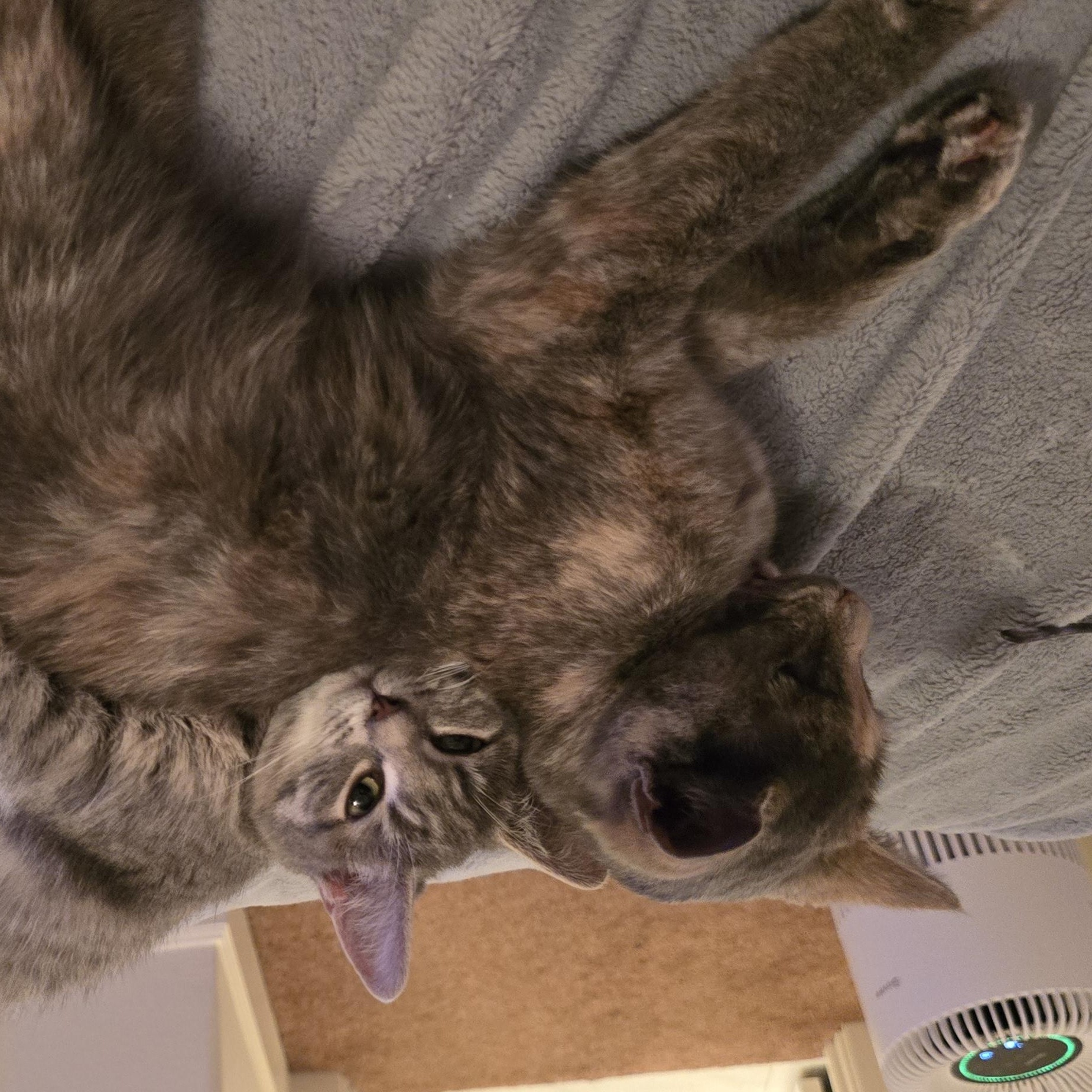 Saville (Bonded with Munch), an adoptable Domestic Short Hair in Silverton, OR, 97381 | Photo Image 3