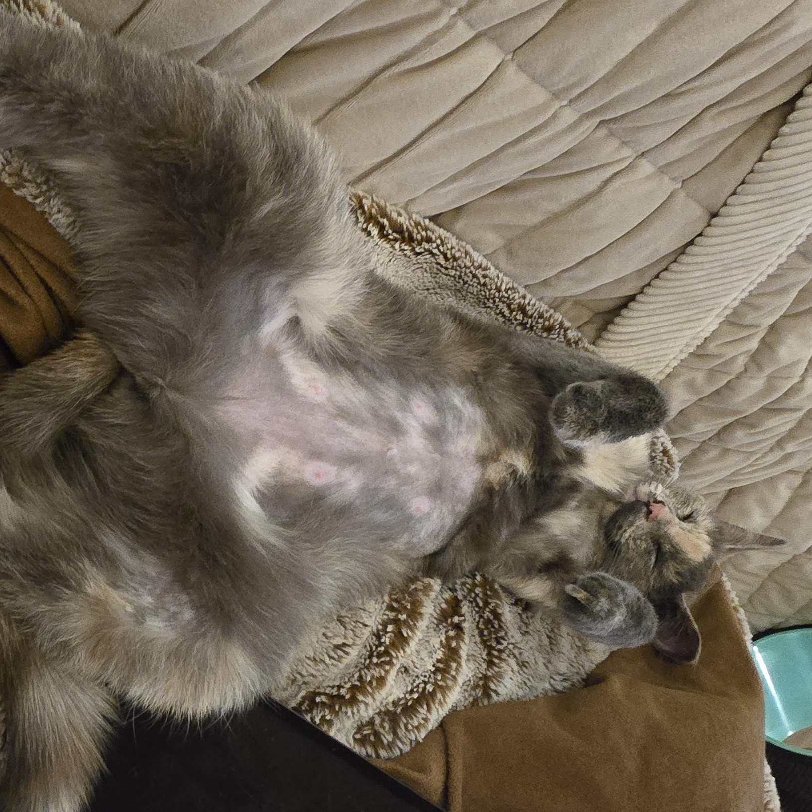 Saville (Bonded with Munch), an adoptable Domestic Short Hair in Silverton, OR, 97381 | Photo Image 2