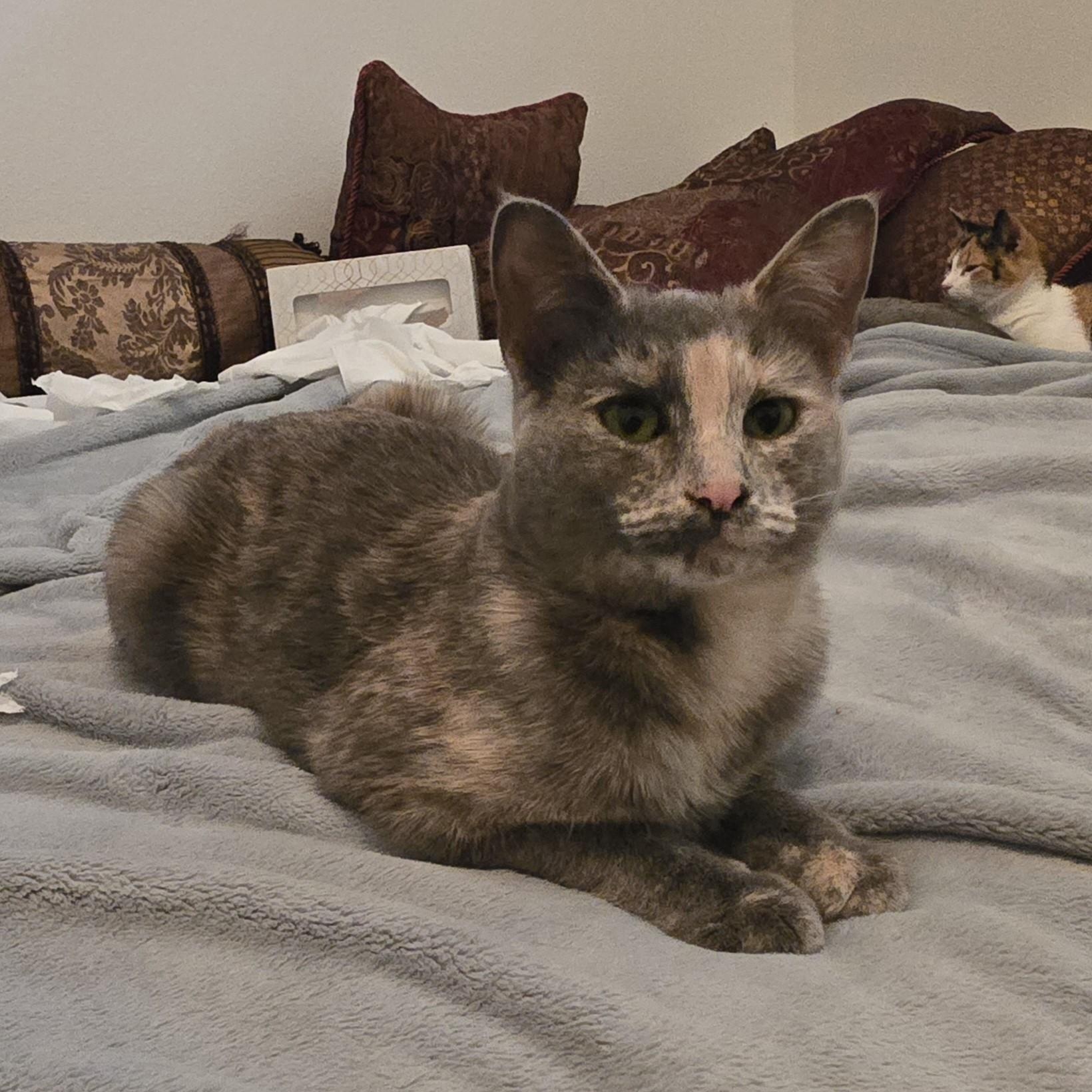 Saville (Bonded with Munch), an adoptable Domestic Short Hair in Silverton, OR, 97381 | Photo Image 1