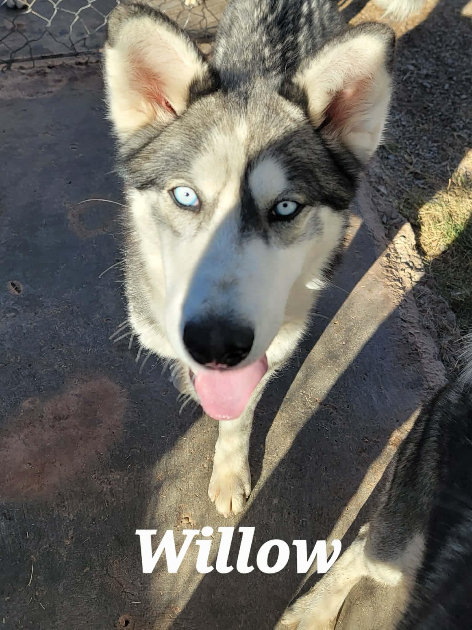 Enlarge Willow, a Adopted Siberian Husky in Cedar Crest, NM image 1/3