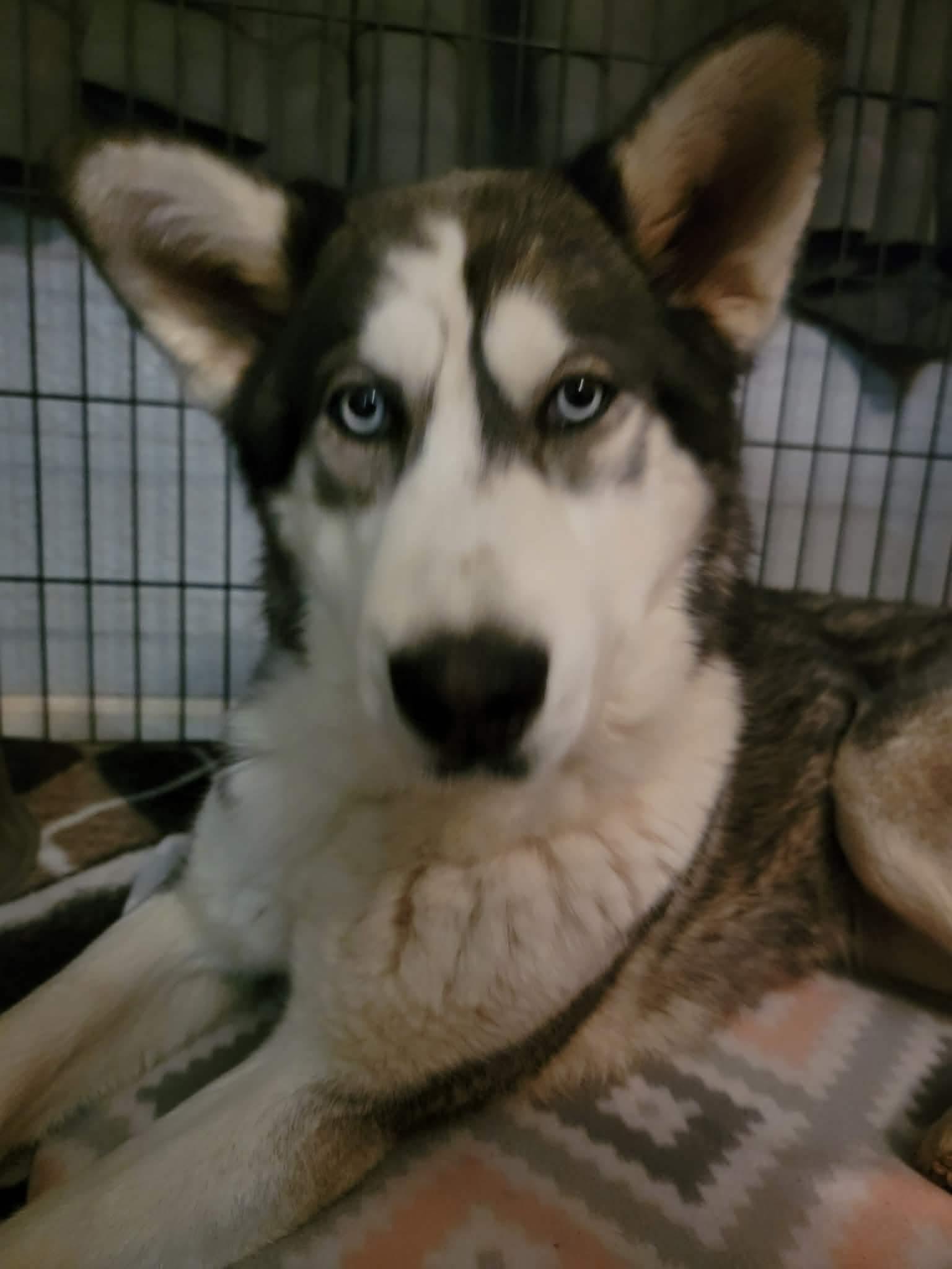 Enlarge Willow, a Adopted Siberian Husky in Cedar Crest, NM image 2/3