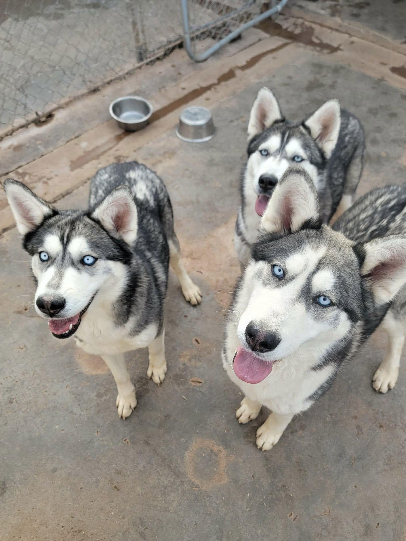 Enlarge Willow, a Adopted Siberian Husky in Cedar Crest, NM image 3/3