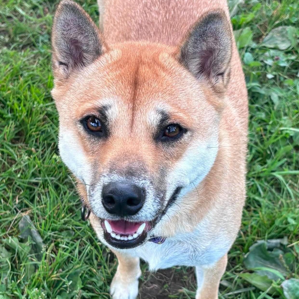 Fergie, adopted, Young Female Shiba Inu.