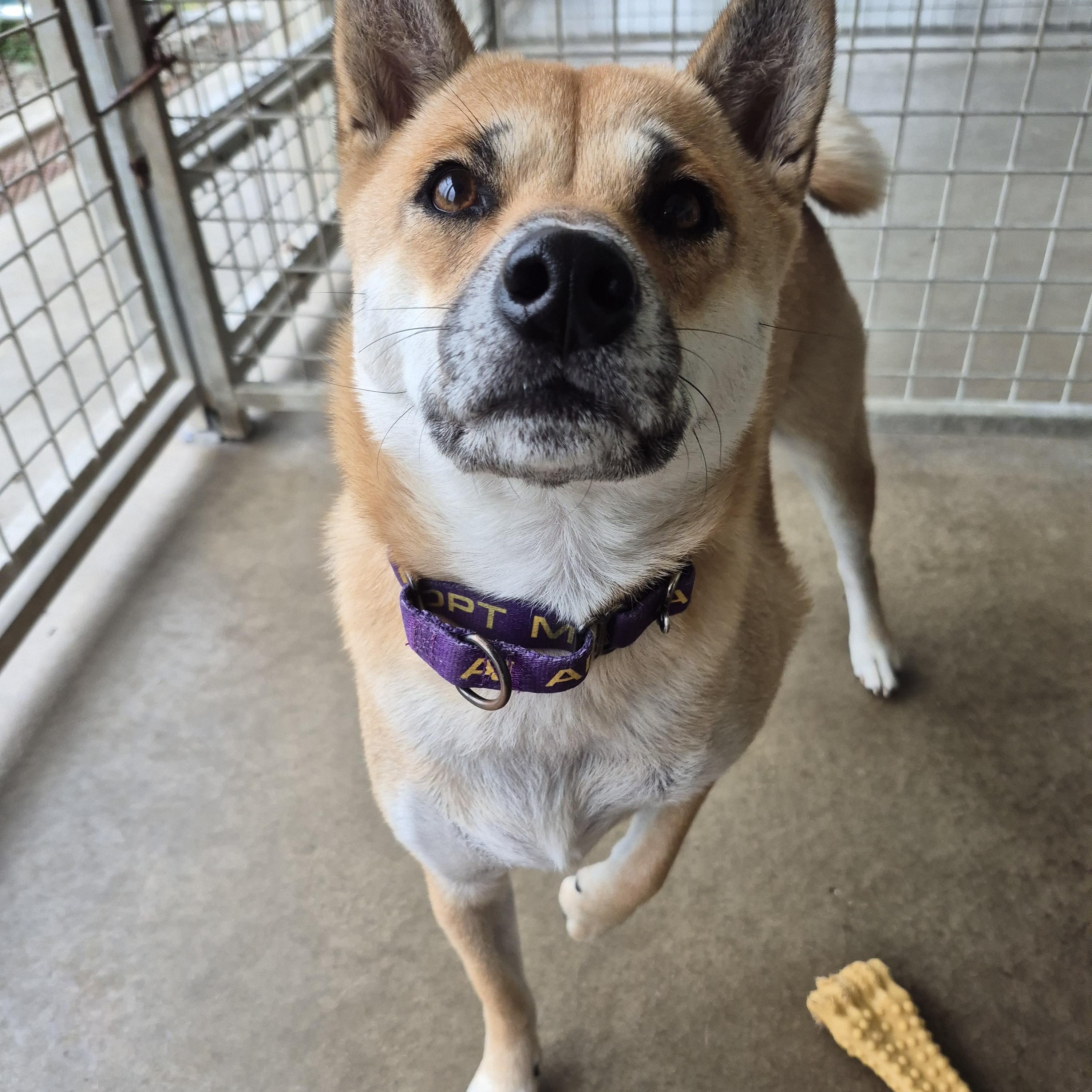 Fergie, an adopted Shiba Inu in Tioga, PA image 4/6
